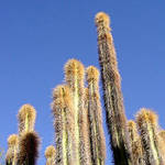 Organ Pipe Cactus