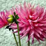 Cactus Dahlias