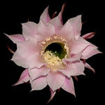 Cactus Flower