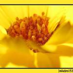 calendula close-up