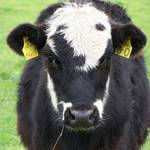 Cute Calf
