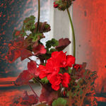 Caliente!  Sunset Geranium
