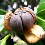 Camellia Seed Pods