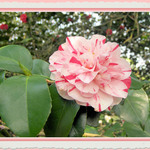 Camellia