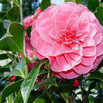 Camellia Beauty
