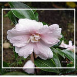 Camellia with Dewdrops