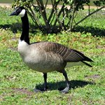 Canada Goose