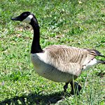 Canada Goose
