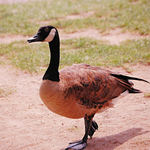 Canada Goose