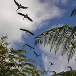 Canadian Geese