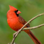 Cardinal