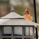 Cardinal