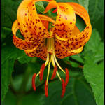 Carolina Lily