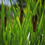 Cat Tails