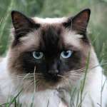 Cat - Birman 2 Portrait, nestled in the grass