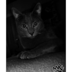 milo
