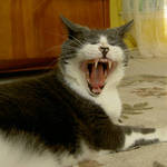 Yawning Cat