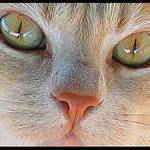 Sadie's Eyes