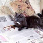 reading the sunday NYT