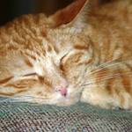 Yummy .. mice dreams!