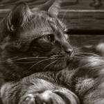 AristoCat