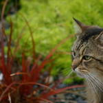 Pretty Green Eyes