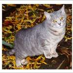 Gray FeralCat