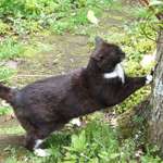 cat scratching tree