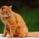 Ginger