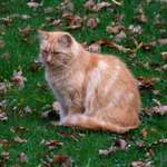 Sulking Cat