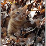 Autumn mood