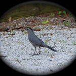 Catbird