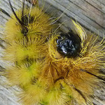 Caterpillar View II