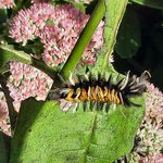 Caterpillar