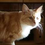 Crème Female