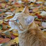 Fun in the Leaves