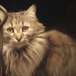 My cat Spanky