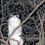 Night patrol