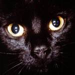 Tar Baby