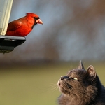 It's Your Move, Red