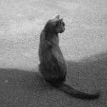 Shady Cat