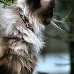 the Cat's  Whiskers - Himalayan cat