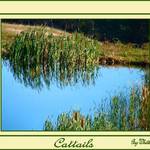 Cattails