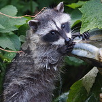 Caught in the Act - Baby Raccoon