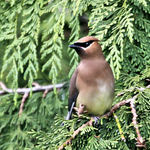 Cedar Waxwing thru Double Paned glass