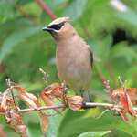 Cedar Waxwing that finally dropped by our place