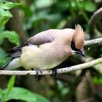 Cedar Waxwing