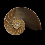 Chamber Nautilus