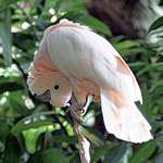Charlie's tricks (moluccan cockatoo)