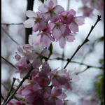 Cherry Blossoms 1
